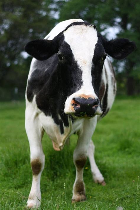 34 best images about Holstein Friesian Cows on Pinterest