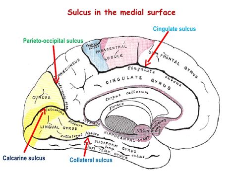 cingulate sulcus – Liberal Dictionary