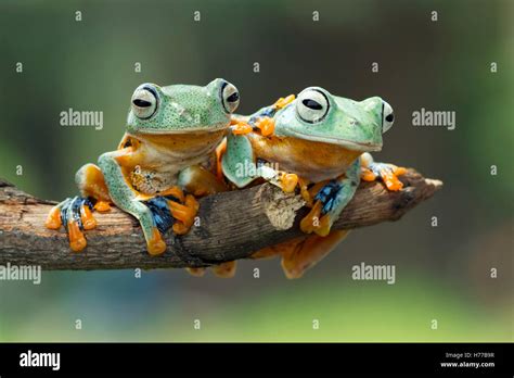 Two Javan gliding tree frogs sitting on a branch, Indonesia Stock Photo - Alamy