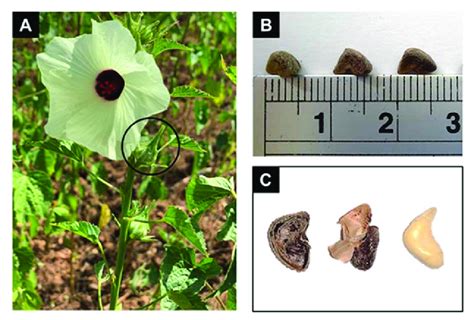 Kenaf plant, kenaf seed size measurement, and kenaf seed components ...