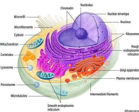 Structure of a mammalian cell | Download Scientific Diagram