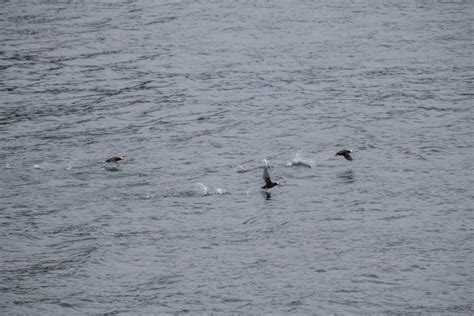 The Best Kenai Fjords Wildlife Cruise - Musings of a Rover