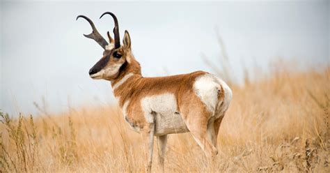 The Best States for Your First Antelope Hunt | MeatEater Hunting