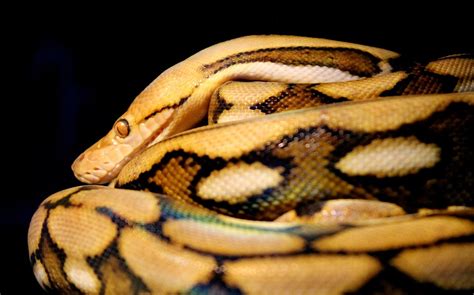 Reticulated Python Snake - Free photo on Pixabay - Pixabay