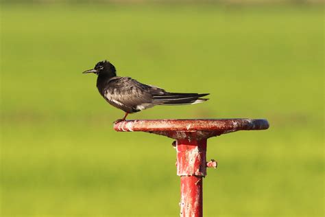 The Fascinating Life of Black Terns : Calrice