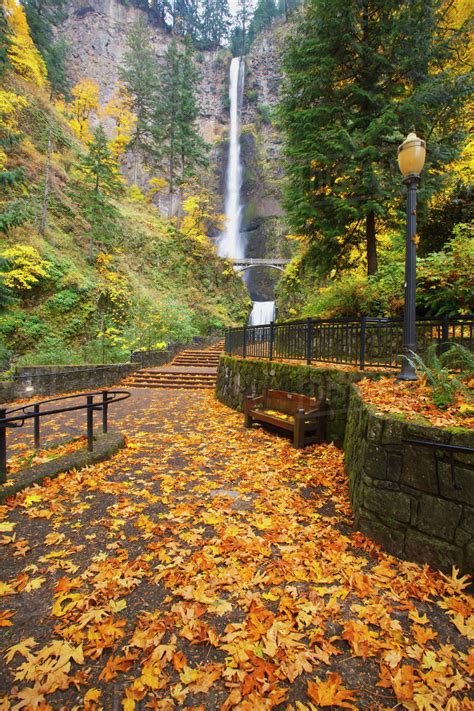 Autumn Colours At Multnomah Falls Columbia River Gorge National Scenic Area; Oregon, United ...