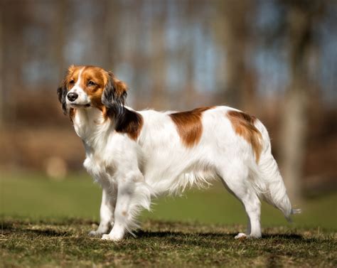 Kooikerhondje Breed Information, Characteristics & Heath Problems | DogZone.com