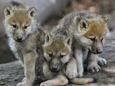 Red wolf pups | Wolves | Pinterest