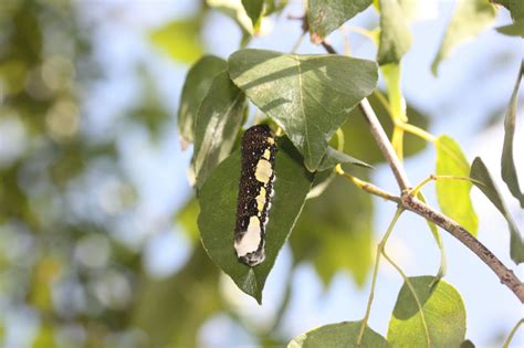 Schaus’ swallowtail – Daniels Lab