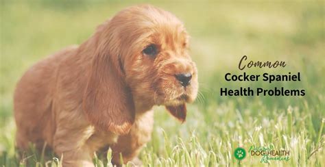 Cocker Spaniel Health Problems & Lifespan