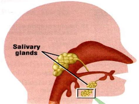 Lecture 1 salivary glands