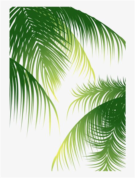 Download Euclidean Arecaceae Coconut Tree - Coconut Leaf Vector Png ...