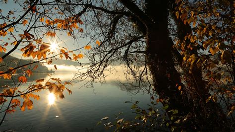 Autumn Tree Lake Sunbeams Morning 4k Wallpaper,HD Nature Wallpapers,4k Wallpapers,Images ...