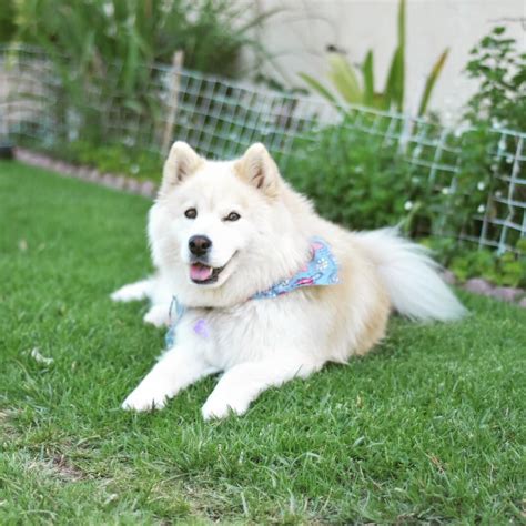 Akita & Samoyed mix named Milah