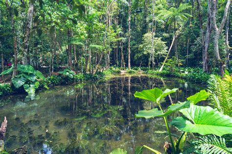 Tijuca Park: The World's Biggest Urban Forest - Itaway Ecotours