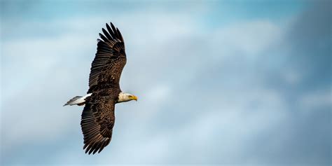 Nesting Eagles | Central Florida Photo Ops