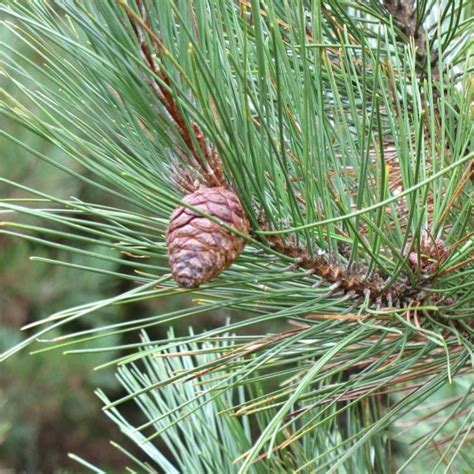 Yard, Garden & Outdoor Living Home & Garden Pinus resinosa Red Pine Tree Seeds Evergreen Soft ...