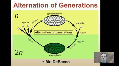 Alternation Of Generations Moss