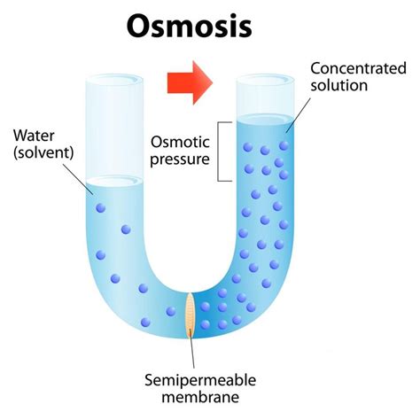 Osmosis process | Osmosis, Homeschool science, Science topics