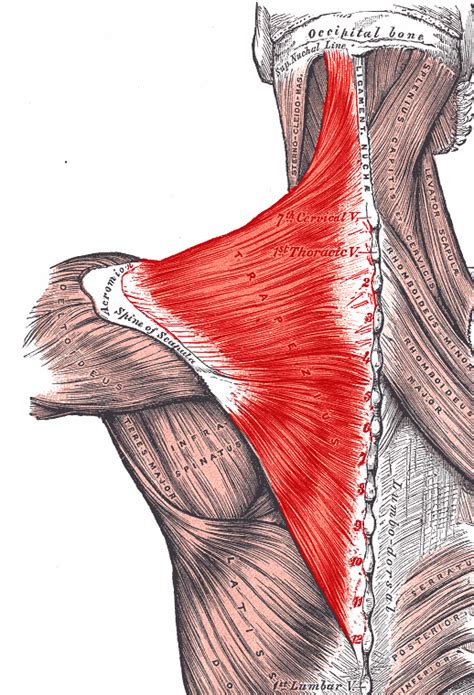 Trapezitis – Symptoms and Treatment | Healthhype.com