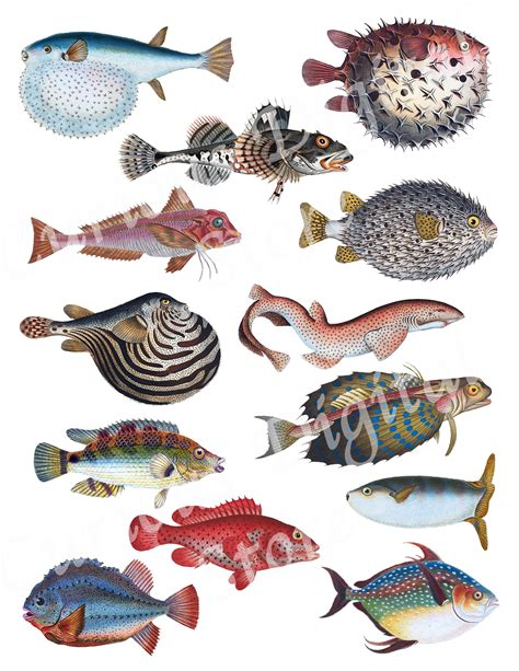 Fabulous Fish Digital Printable Collage Sheet JPG 2 Sheets - Etsy