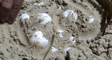 Rarely seen turtle eggs saved from beach