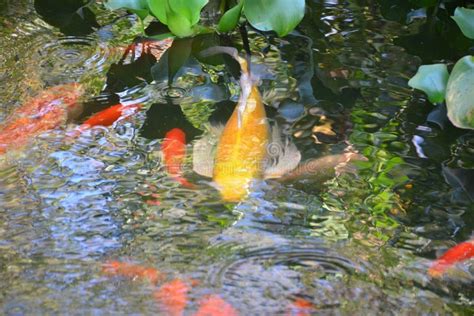 Yellow and Orange Koi Fish in the Calm Pond Stock Image - Image of water, cute: 162242343