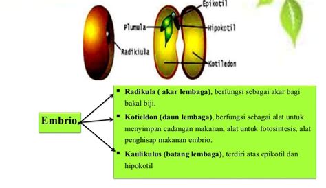 Proses Pertumbuhan Embrio Pada Tumbuhan dan Perkembangan Embrio ...