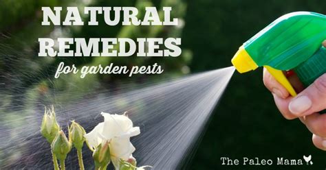 Natural Remedies for Garden Pests - The Paleo Mama