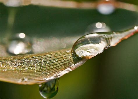 Free Images : nature, grass, branch, drop, dew, leaf, flower, wet, green, reflection, botany ...