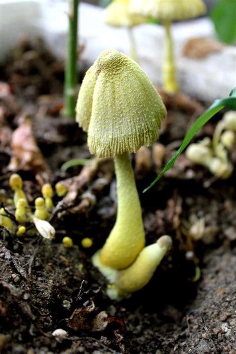 Yellow mushrooms - 2 by Elgarajederojo on DeviantArt