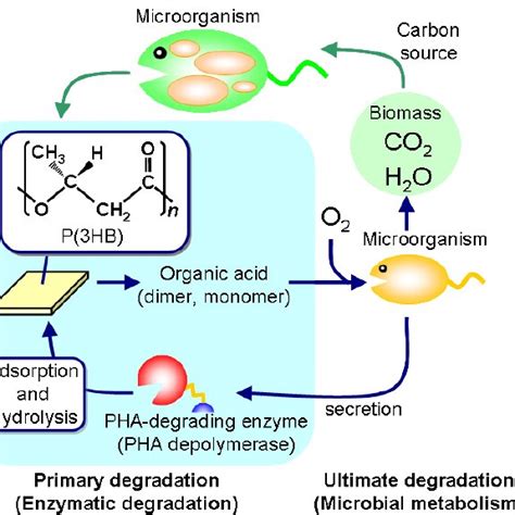 Biosynthesis and biodegradation process of PHA in a natural environment. | Download Scientific ...