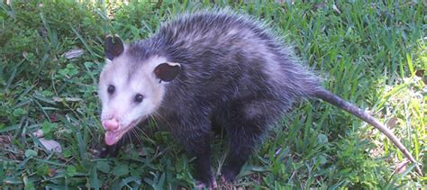 Do Possums Have Rabies?