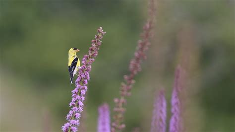 Bird-a-Thon pop-up: Manomet Headquarters - Manomet Conservation Sciences