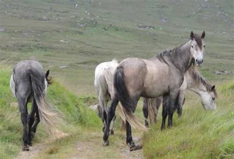 Connemara National Park: A Locals Guide (Things To Do + Map)