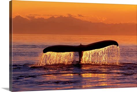 Humpback Whale Fluke @ Sunset Inside Passage SE AK Summer Wall Art, Canvas Prints, Framed Prints ...