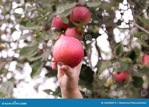 A Hand Plucks an Apple from a Tree Harvesting Apples in Autumn Apple ...