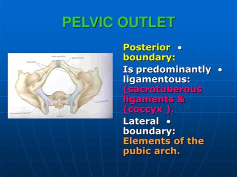 PPT - PELVIS PowerPoint Presentation, free download - ID:9731211