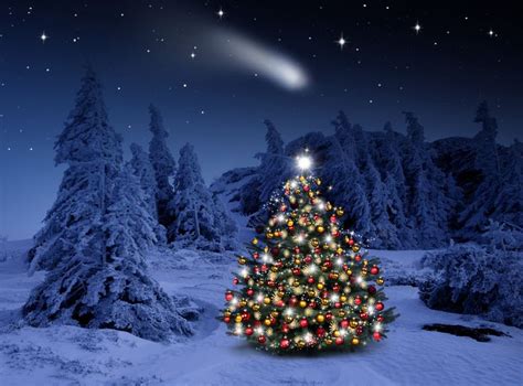 Holiday Christmas Holiday Christmas Tree Light Winter Snow Forest Wallpaper | Christmas tree ...