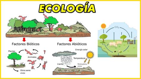 ECOLOGIA: Ecosistema, Biotopo y Biocenosis, Ciclo Carbono y Nitrógeno ...