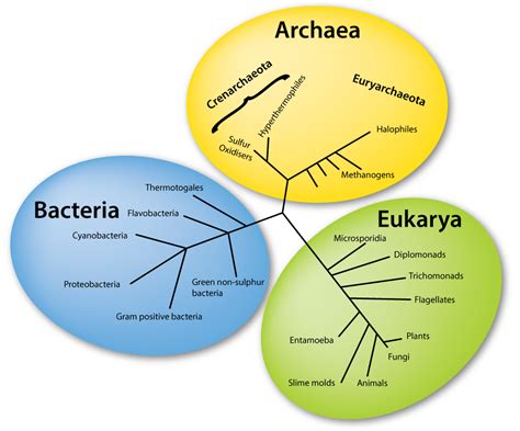 Compare and contrast prokaryotes and eukaryotes essay checker