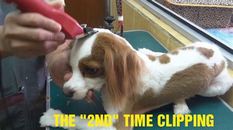 KING CHARLES GROOMING @ JY PET SALON - YouTube