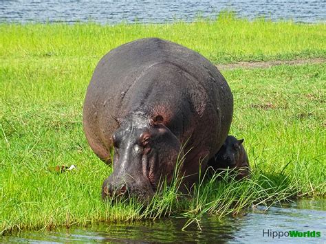 Hippopotamus Reproduction | Hippoworlds