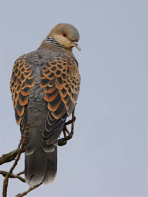 Birds of India - Oriental Turtle Dove - Streptopelia orientalis ...