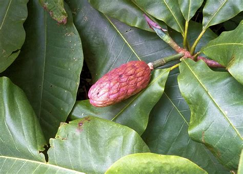 Magnolia Tree Fruit Edible / Huge forests of magnolias, tulip trees ...