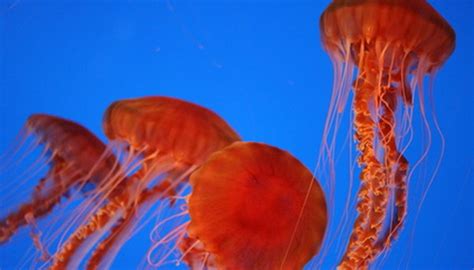 The Jellyfish's Ecosystem & Its Specific Habitat | Animals - mom.me