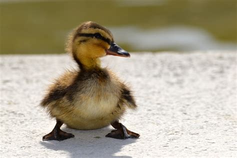 Cute Baby Duck Photos, Videos, and Facts - Animal Hype