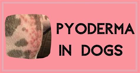 Pyoderma In Dogs - I Love Veterinary