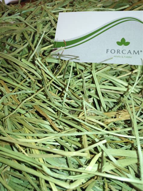 High Mountain Hay / Fescue Hay | Forcam