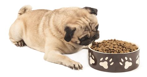 20 Best Dog Foods for Pugs 2023 (Premium & Budget) - K9 Web